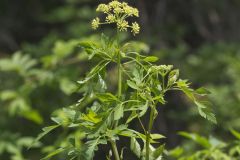 Hairyjoint Meadowparsnip, Thaspium chapmanii