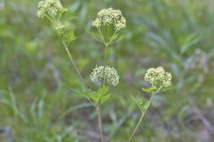 Hairyjoint Meadowparsnip, Thaspium chapmanii