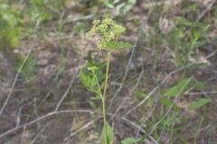 Hairyjoint Meadowparsnip, Thaspium chapmanii