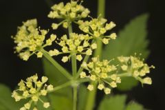Hairyjoint Meadowparsnip, Thaspium chapmanii