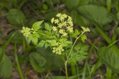 Hairyjoint Meadowparsnip, Thaspium chapmanii