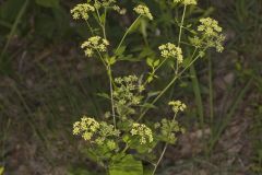 Hairyjoint Meadowparsnip, Thaspium chapmanii