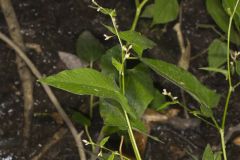 Halberd-leaved Tearthumb, Polygonum arifolium