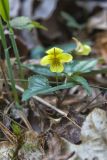 Halberd-leaved Violet, Viola hastata