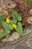 Halberd-leaved Violet, Viola hastata