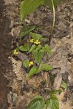 Halberd-leaved Violet, Viola hastata