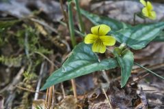 Halberd-leaved Violet, Viola hastata