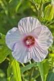 Halberd-leaf Rosemallow, Hibiscus laevis
