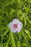 Halberd-leaf Rosemallow, Hibiscus laevis