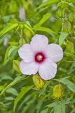 Halberd-leaf Rosemallow, Hibiscus laevis