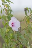 Halberd-leaf Rosemallow, Hibiscus laevis
