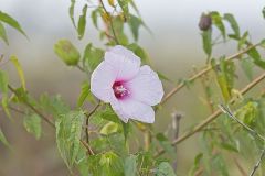 Halberd-leaf Rosemallow, Hibiscus laevis