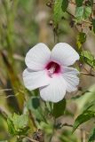 Halberd-leaf Rosemallow, Hibiscus laevis