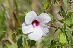 Halberd-leaf Rosemallow, Hibiscus laevis