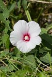 Halberd-leaf Rosemallow, Hibiscus laevis