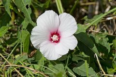 Halberd-leaf Rosemallow, Hibiscus laevis