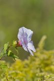 Halberd-leaf Rosemallow, Hibiscus laevis