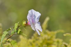 Halberd-leaf Rosemallow, Hibiscus laevis