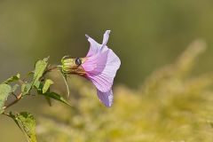 Halberd-leaf Rosemallow, Hibiscus laevis