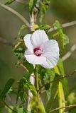 Halberd-leaf Rosemallow, Hibiscus laevis