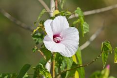 Halberd-leaf Rosemallow, Hibiscus laevis