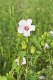 Halberd-leaf Rosemallow, Hibiscus laevis