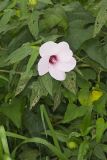 Halberd-leaf Rosemallow, Hibiscus laevis