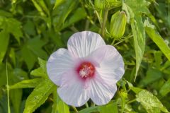 Halberd-leaf Rosemallow, Hibiscus laevis