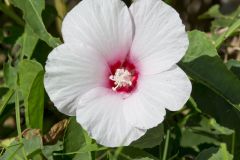 Halberdleaf Rosemallow, Hibiscus laevis