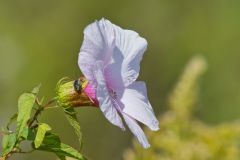 Halberdleaf Rosemallow, Hibiscus laevis