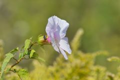Halberdleaf Rosemallow, Hibiscus laevis
