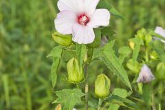 Halberdleaf Rosemallow, Hibiscus laevis
