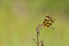 Halloween Pennant