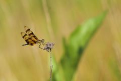 Halloween Pennant, Celithemis eponina