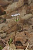 Harbinger of Spring, Erigenia bulbosa