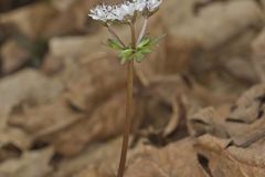 Harbinger of spring