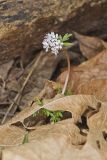 Harbinger of Spring, Erigenia bulbosa