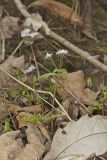 Harbinger of Spring, Erigenia bulbosa