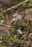 Harbinger of Spring, Erigenia bulbosa