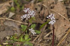 Harbinger of Spring, Erigenia bulbosa
