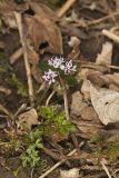 Harbinger of Spring, Erigenia bulbosa