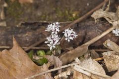 Harbinger of Spring, Erigenia bulbosa