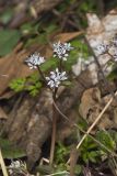 Harbinger of Spring, Erigenia bulbosa