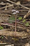 Harbinger of Spring, Erigenia bulbosa