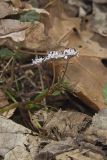 Harbinger of Spring, Erigenia bulbosa