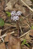Harbinger of Spring, Erigenia bulbosa