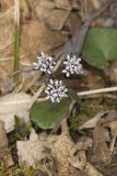 Harbinger of Spring, Erigenia bulbosa