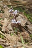 Harbinger of Spring, Erigenia bulbosa