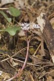 Harbinger of Spring, Erigenia bulbosa