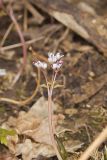 Harbinger of Spring, Erigenia bulbosa